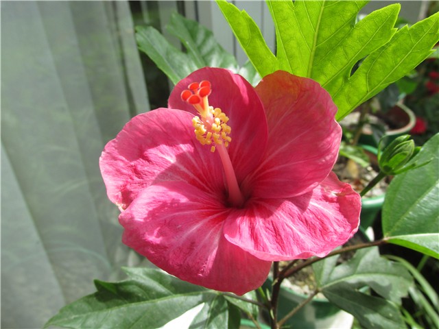 hibiskus